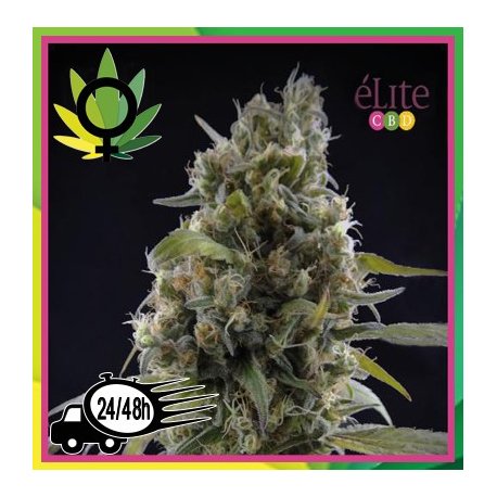 Solodiol Clásica CBD sin THC