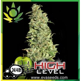 High Level 