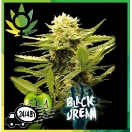 Black Dream