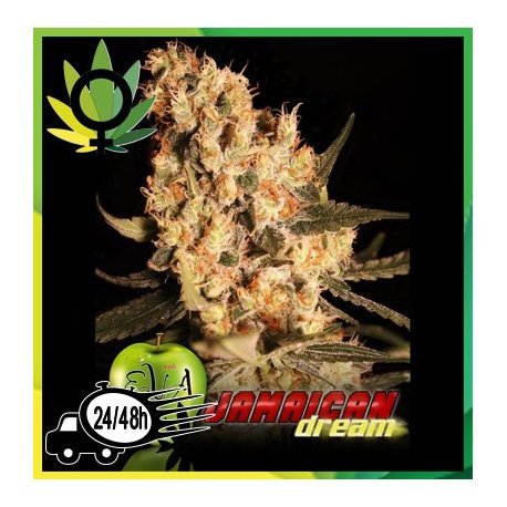 Jamaican Dream