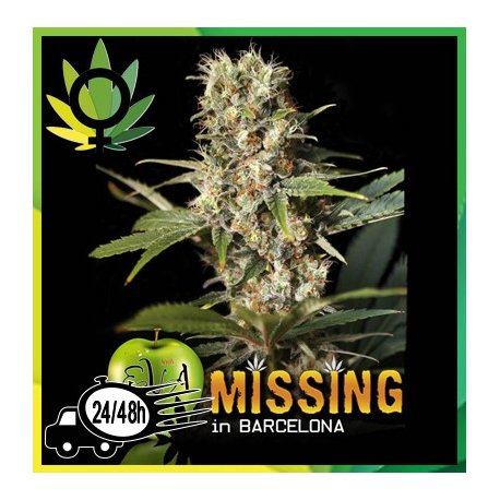 Missing in Barcelona (M.I.B)