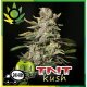 TNT Kush