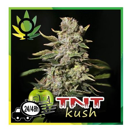 TNT Kush