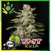 TNT Kush