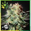 Arjan's Strawberry Haze 