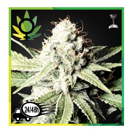 Great White Shark Feminizada