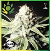 Great White Shark 