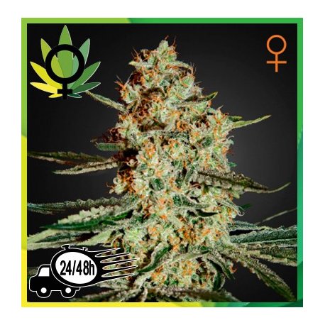 Himalaya Gold Feminizada