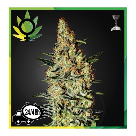 Neville's Haze Feminizada