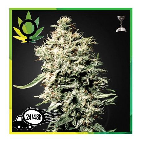 White Rhino Feminizada