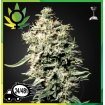 White Rhino 