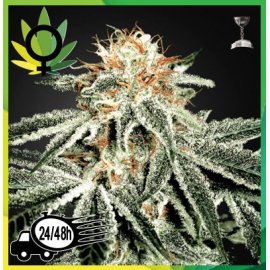 White Widow Feminizada