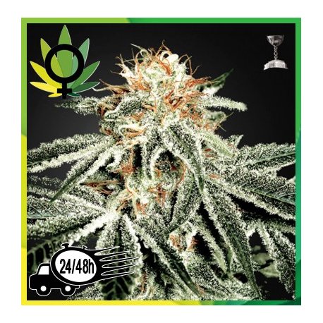 White Widow Feminizada