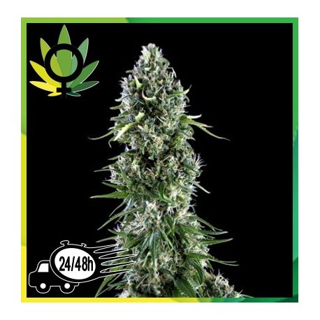 Kritikal Bilbo x AK-47