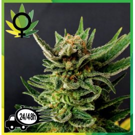 Gypsy Kush