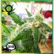 AK 48 Feminizada