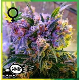 Aurora Indica Feminizada