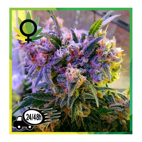Aurora Indica Feminizada