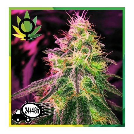 BlackJack Feminizada