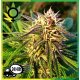 Blue Mystic Feminizada