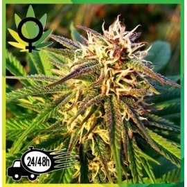 Blue Mystic Feminizada