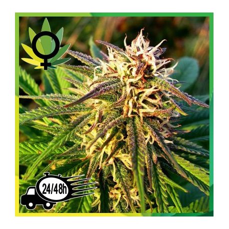 Blue Mystic Feminizada