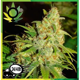 Bubblelicious Feminizada