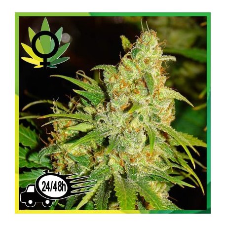 Bubblelicious Feminizada