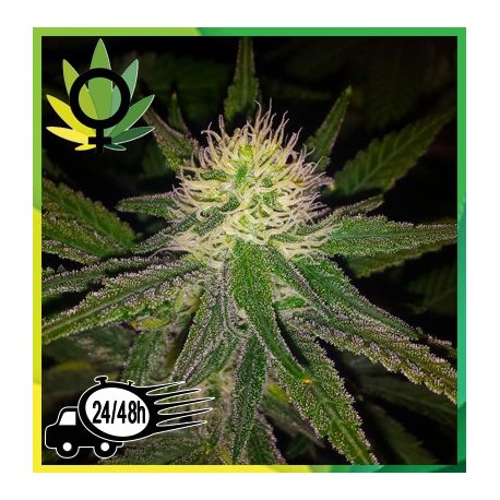 Hawaii Maui Waui Feminizada