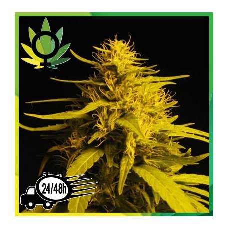 Haze 1 Feminizada