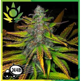 Jock Horror Feminizada