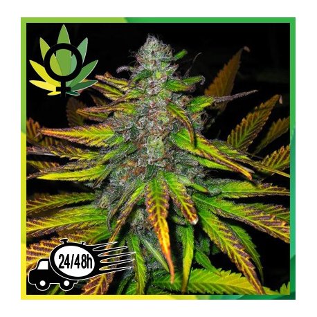 Jock Horror Feminizada