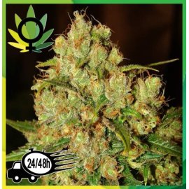 Master Kush Feminizada