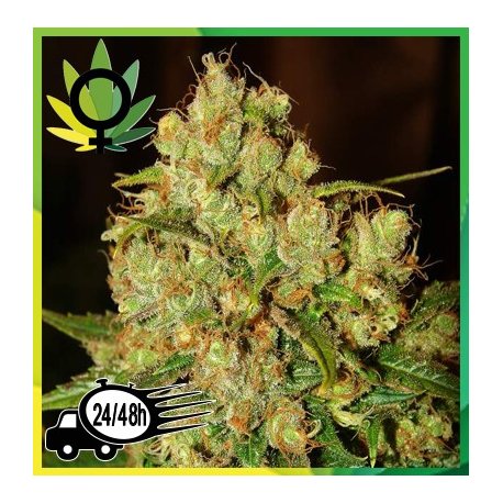 Master Kush Feminizada