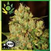 Master Kush 