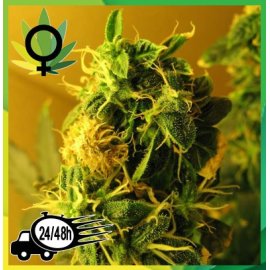 Northern Light Feminizada