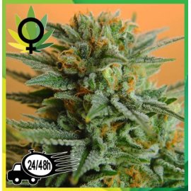 Papaya Feminizada