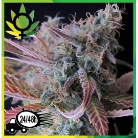 Raspberry Cough Feminizada