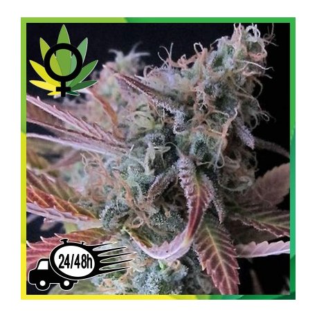 Raspberry Cough Feminizada