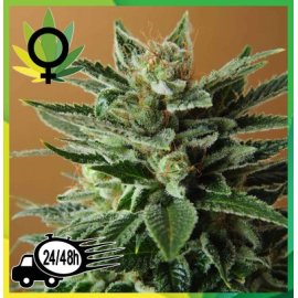 Snow White Feminizada