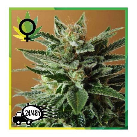 Snow White Feminizada