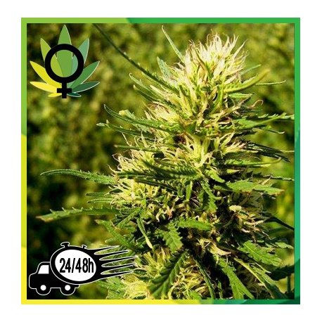 Super Skunk Feminizada