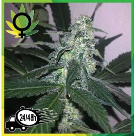 Swiss Cheese Feminizada