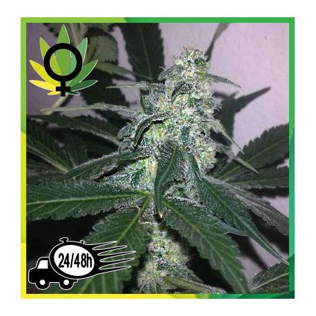 Swiss Cheese Feminizada