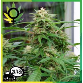 White Rhino Feminizada