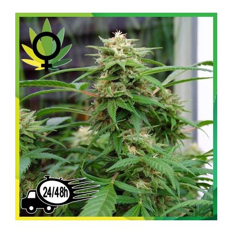 White Rhino Feminizada