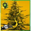 White Widow N