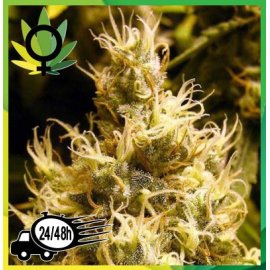 Wonder Woman Feminizada