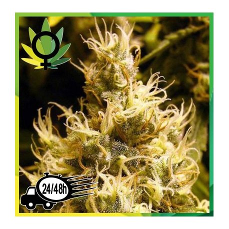 Wonder Woman Feminizada