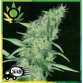 Somango 47